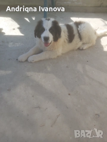 Продавам каракачански кученца, снимка 6 - Каракачанска овчарка - 53825575