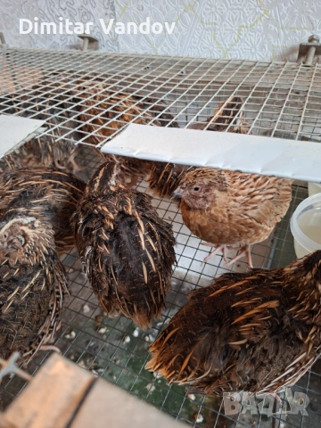 Продавам мъжки пъдпъдъци, снимка 3 - Кокошки и пуйки - 53256439