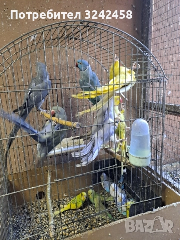 Продавам папагали и клетки , снимка 3 - Папагали - 52510763
