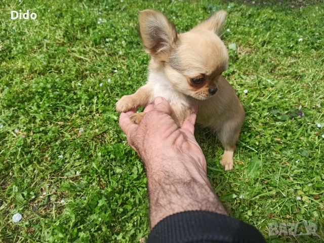Продавам мъжки  чихуахуа , снимка 3 - Чихуахуа - 53564809