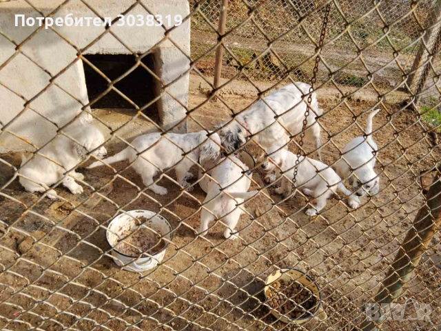 Куче птичар, снимка 4 - Други - 53695042