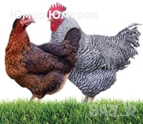 Супер Харко, снимка 1