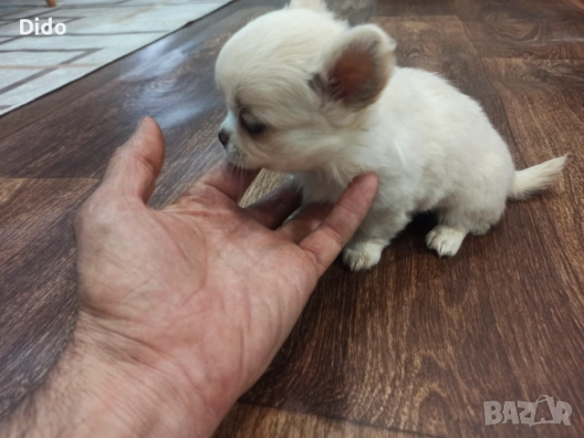 Продавам мъжки и женски чихуахуа , снимка 2 - Чихуахуа - 53564809