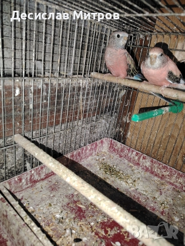 Буркови неофеми, снимка 3 - Папагали - 52642780