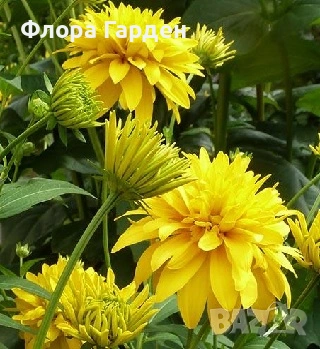 МНОГОГОДИШНИ ЦВЕТЯ - Коренища- ПРЕДВАРИТЕЛНИ ПОРЪЧКИ, снимка 8 - Градински цветя и растения - 53650042