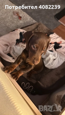 Продавам Мини Дакел Шоколад!, снимка 5 - Дакели - 53264143