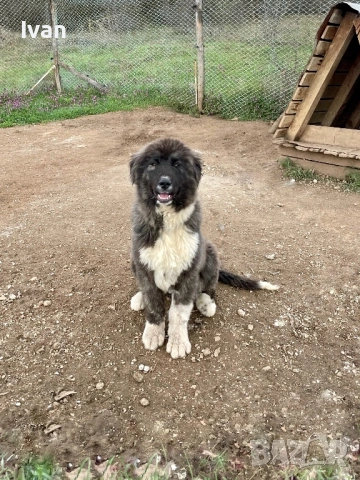 Женска каракачанка