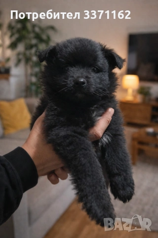  Померан шпиц