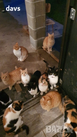 Дом за млади котета - остават сами на произвола на съдбата