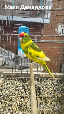 Свободни папагали, снимка 13 - Папагали - 54031471