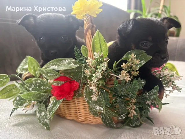 Мини Пинчер, снимка 1