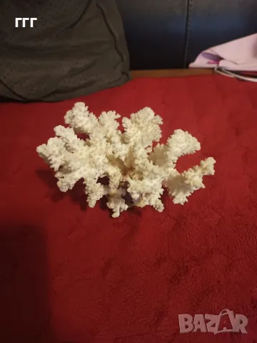 Естествен корал, снимка 3 - Антикварни и старинни предмети - 49805247