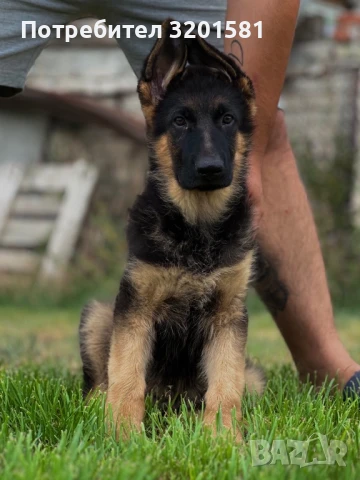 Немска овчарка, снимка 1