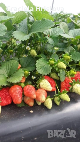 Продавам разсад ягоди , снимка 6 - Сортови семена и луковици - 54109437