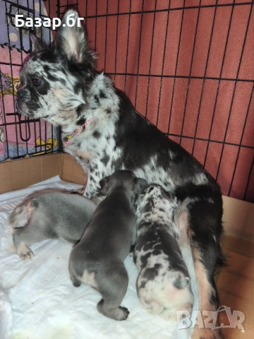 Екзотични френски булдочета 