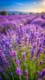 Лавандулови насаждения , снимка 2