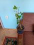 Akebia quinata - Шоколадова лоза, снимка 1 - Градински цветя и растения - 45265053