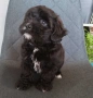 Shih poo/Mini poodle , снимка 9