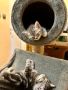 Британски късокосмести котки, снимка 8