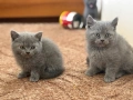 Британски късокосмести котета с родословие , снимка 4