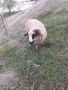 Провават се Овце, Кочове и  Чепишки  за Курбан Байрам, снимка 3
