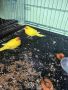какарики папагали, снимка 5