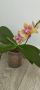 Орхидея , снимка 1 - Стайни растения - 45917662