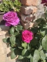 Рози различни цветове, снимка 6