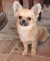 Чихуахуа момче, снимка 2