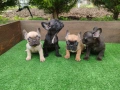 Френски булдог , снимка 4