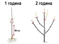   Райска ябълка - Налични 3 вида, снимка 5