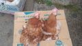 Кокошки , снимка 1 - Кокошки и пуйки - 45125648