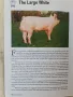 British pig breeds handbook, снимка 3