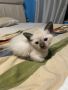 Сиамски котета, снимка 1 - Сиамска - 45965271