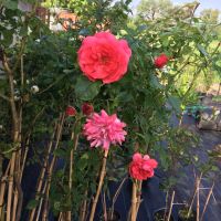 Щамбова роза, снимка 1 - Градински цветя и растения - 45804072