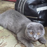 Шотландско клепоухо коте, снимка 2 - Британска късокосместа - 45769648