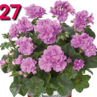 Мушкато и Сакъзи -4лв./бр., снимка 12 - Градински цветя и растения - 45261878
