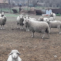 Продавам овце, снимка 7 - За селскостопански - 44937151