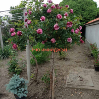 Щамбови рози, цветово разнообразие., снимка 4 - Градински цветя и растения - 44639785