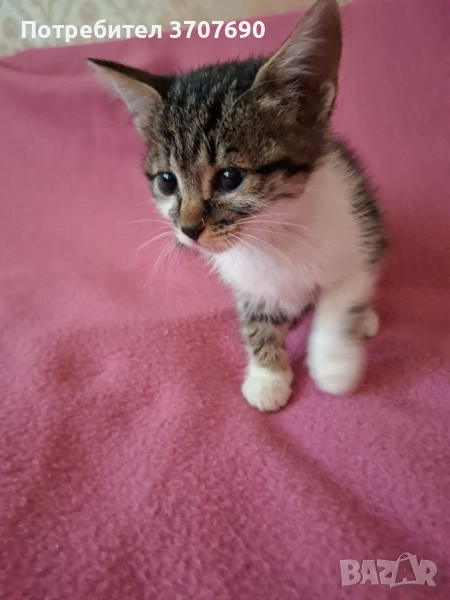 Женско котенце на 2,5месеца търси дом, снимка 1