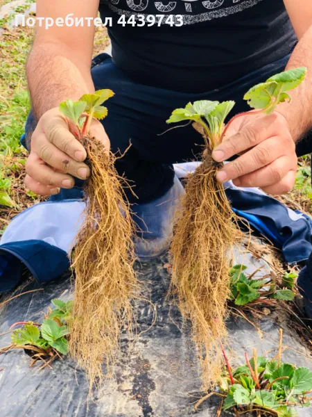 Разсад , снимка 1