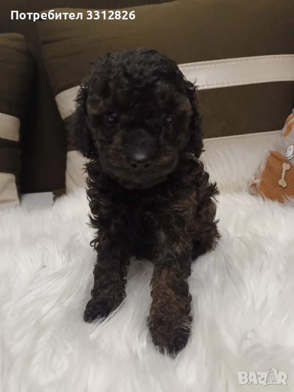 Той пудел, снимка 1