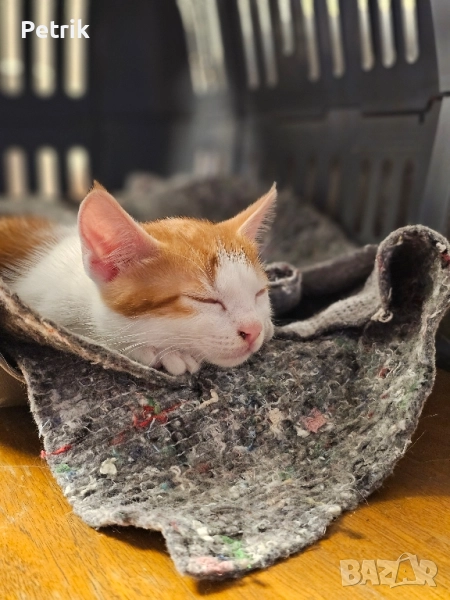 ще го дадем в добри ръце, снимка 1