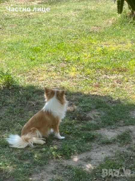 Женско чихуахуа, снимка 1