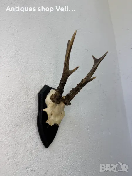 Ловен трофей №6895 , снимка 1