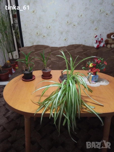 Хлорофитум, алое, снимка 1