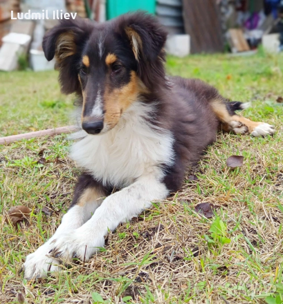 Коли-Шотландска овчарка, снимка 1