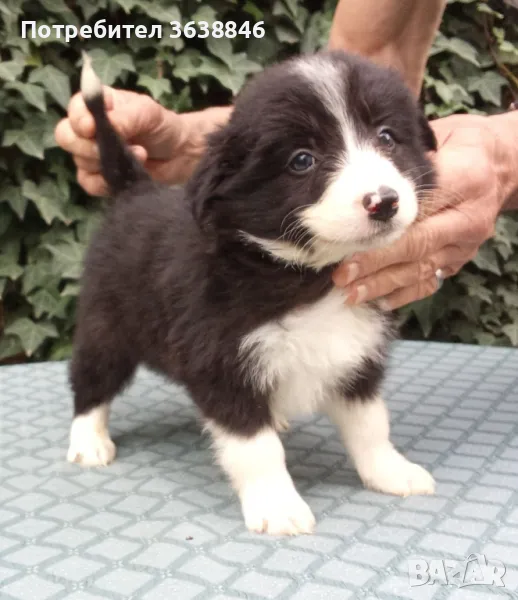 Бордър коли, снимка 1