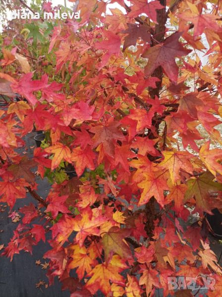 Ликвидамбър, Амброво дърво, Liquidambar , снимка 1