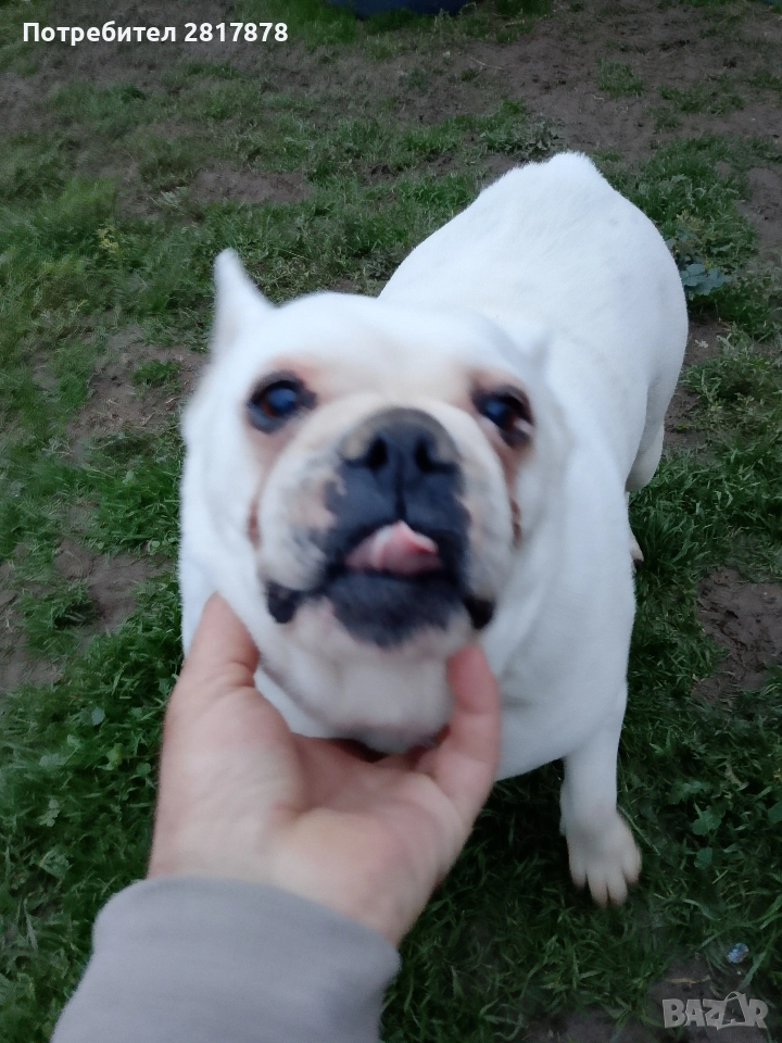 женски френски булдог , снимка 1